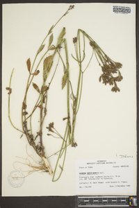 Verbena brasiliensis image