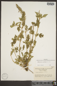 Verbena canadensis image