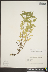 Verbena canadensis image