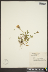 Verbena canadensis image