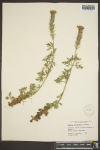 Verbena canadensis image