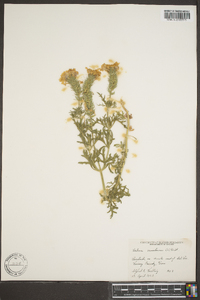 Verbena canadensis image