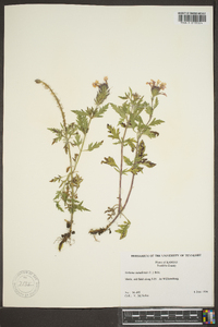 Verbena canadensis image