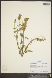 Verbena canadensis image