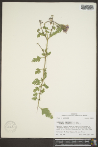 Verbena canadensis image