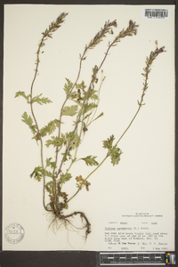 Verbena canadensis image