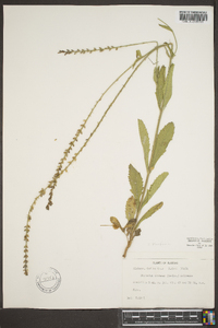 Verbena carnea image