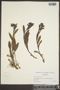 Mertensia longiflora image