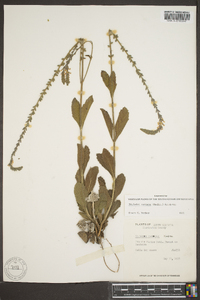 Verbena carnea image