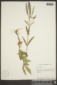 Verbena hastata image