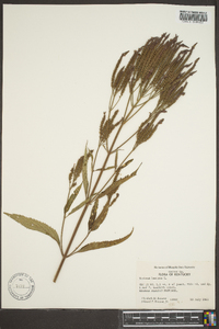 Verbena hastata image