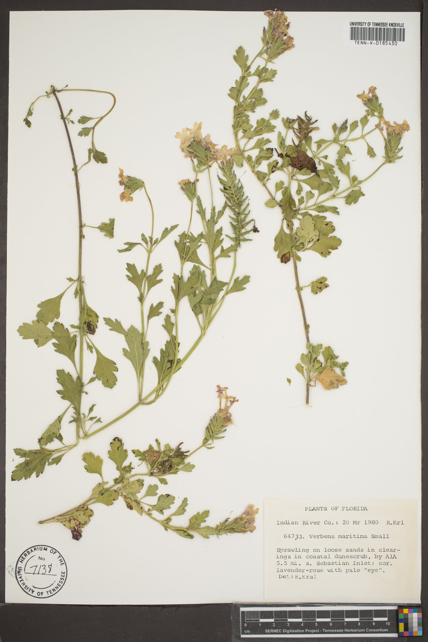 Verbena maritima image