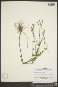 Verbena montevidensis image