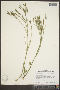 Verbena montevidensis image