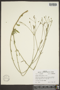 Verbena montevidensis image