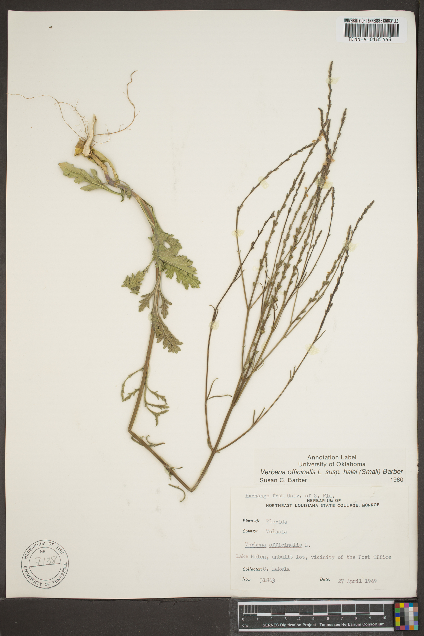 Verbena officinalis image