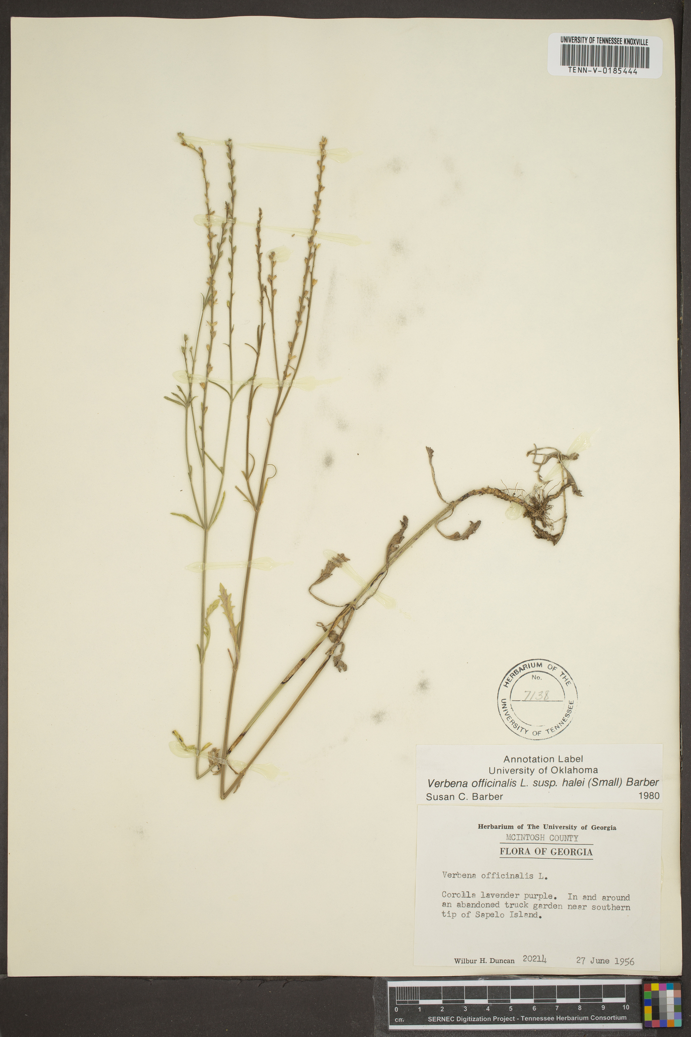 Verbena officinalis image