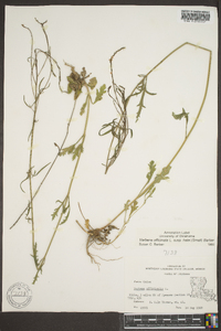 Verbena officinalis image