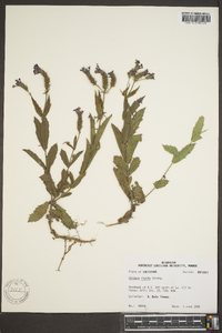Verbena rigida image