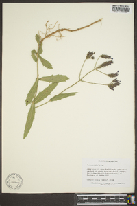 Verbena rigida image