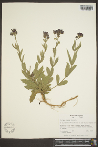 Verbena rigida image