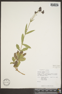 Verbena rigida image