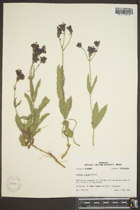 Verbena rigida image