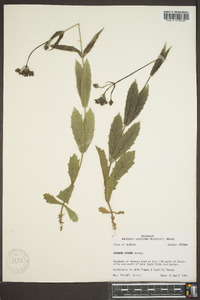 Verbena rigida image