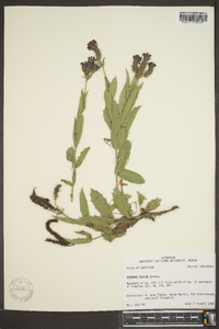 Verbena rigida image