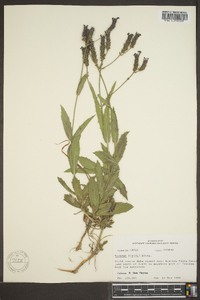 Verbena rigida image