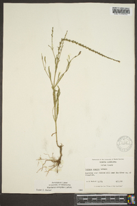 Verbena stricta image