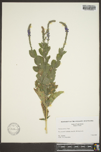 Verbena stricta image