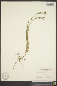 Glandularia pulchella image