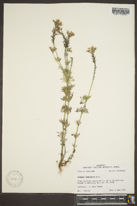 Glandularia pulchella image