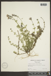 Glandularia pulchella image