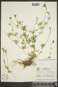 Glandularia pulchella image
