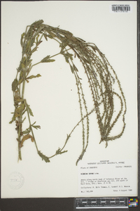 Verbena xutha image