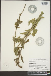 Verbena xutha image