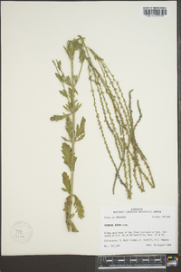 Verbena xutha image