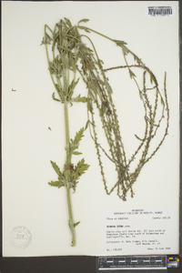 Verbena xutha image