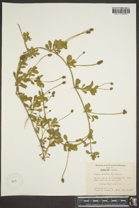 Phyla nodiflora image