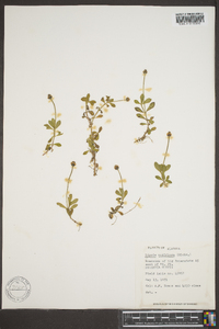 Phyla nodiflora image