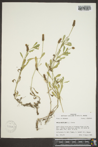 Phyla nodiflora image