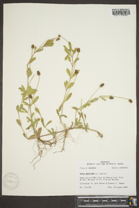 Phyla nodiflora image