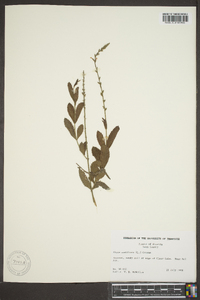 Phyla nodiflora image