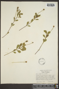 Phyla nodiflora image