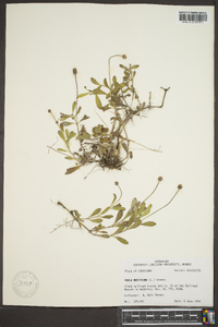 Phyla nodiflora image