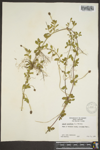 Phyla nodiflora image