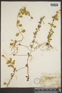 Phyla nodiflora image