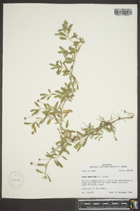 Phyla nodiflora image